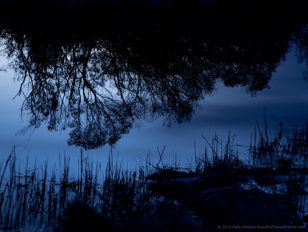 Chincoteague Reflections © 2016 Patty Hankins