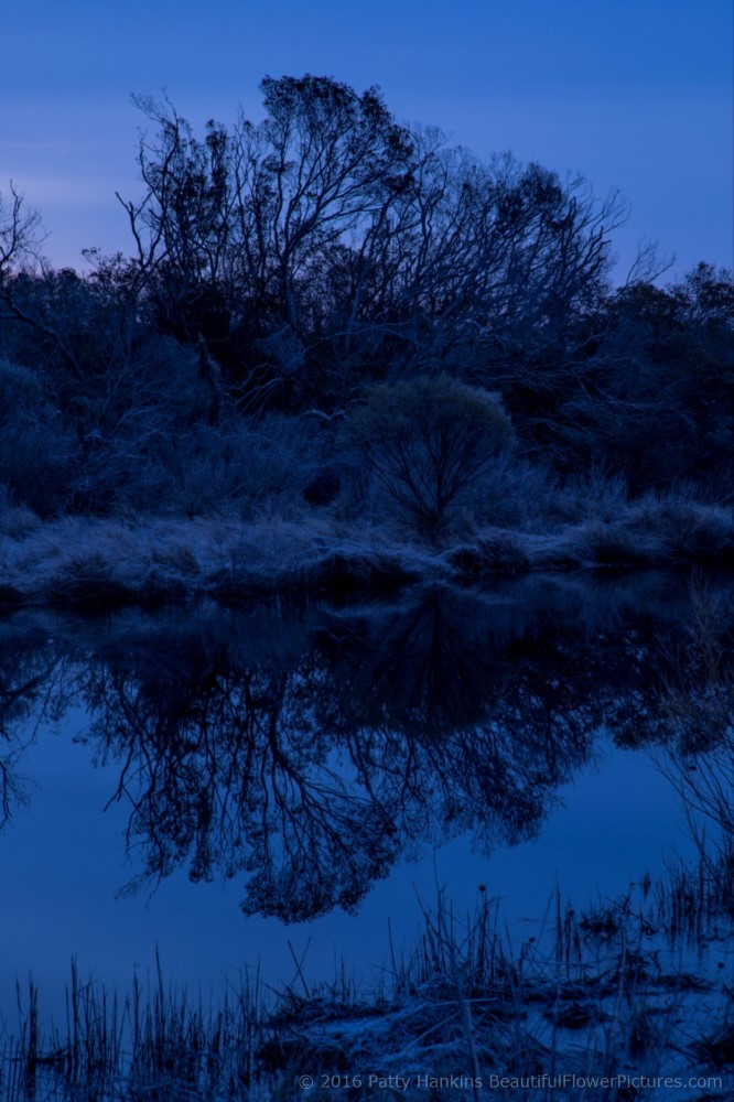 Chincoteague Reflections © 2016 Patty Hankins