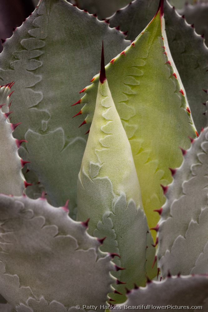 Agave Potatorum © 2009 Patty Hankins