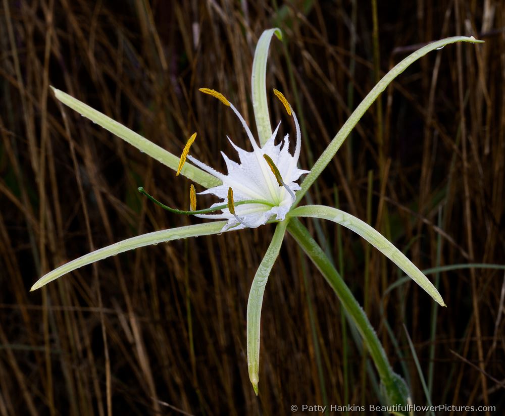 Alligator Lily © 2011 Patty Hankins