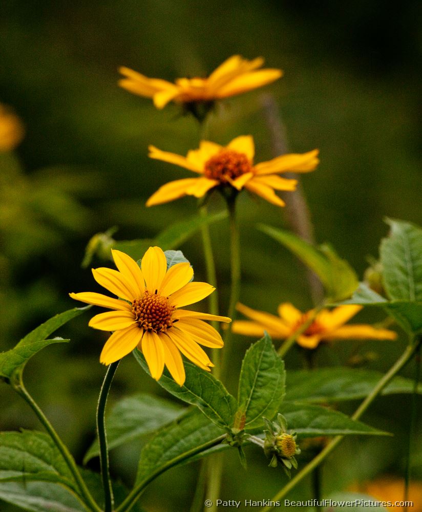 Maryland Golden Asters © 2009 Patty Hankins