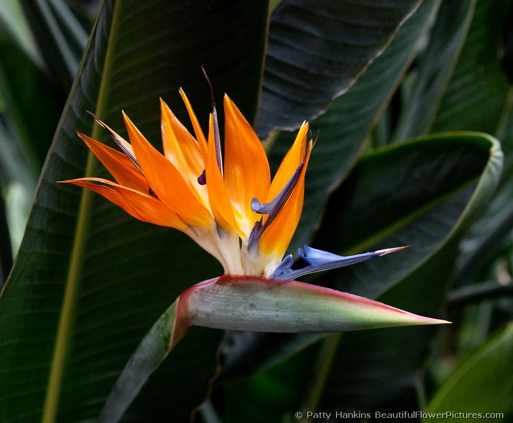 Bird of Paradise © 2009 Patty Hankins