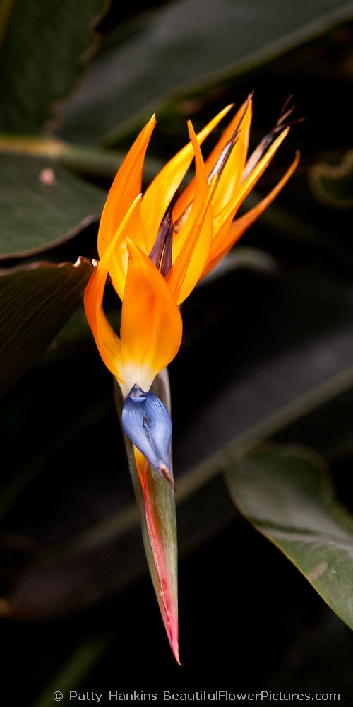 Bird of Paradise © 2009 Patty Hankins