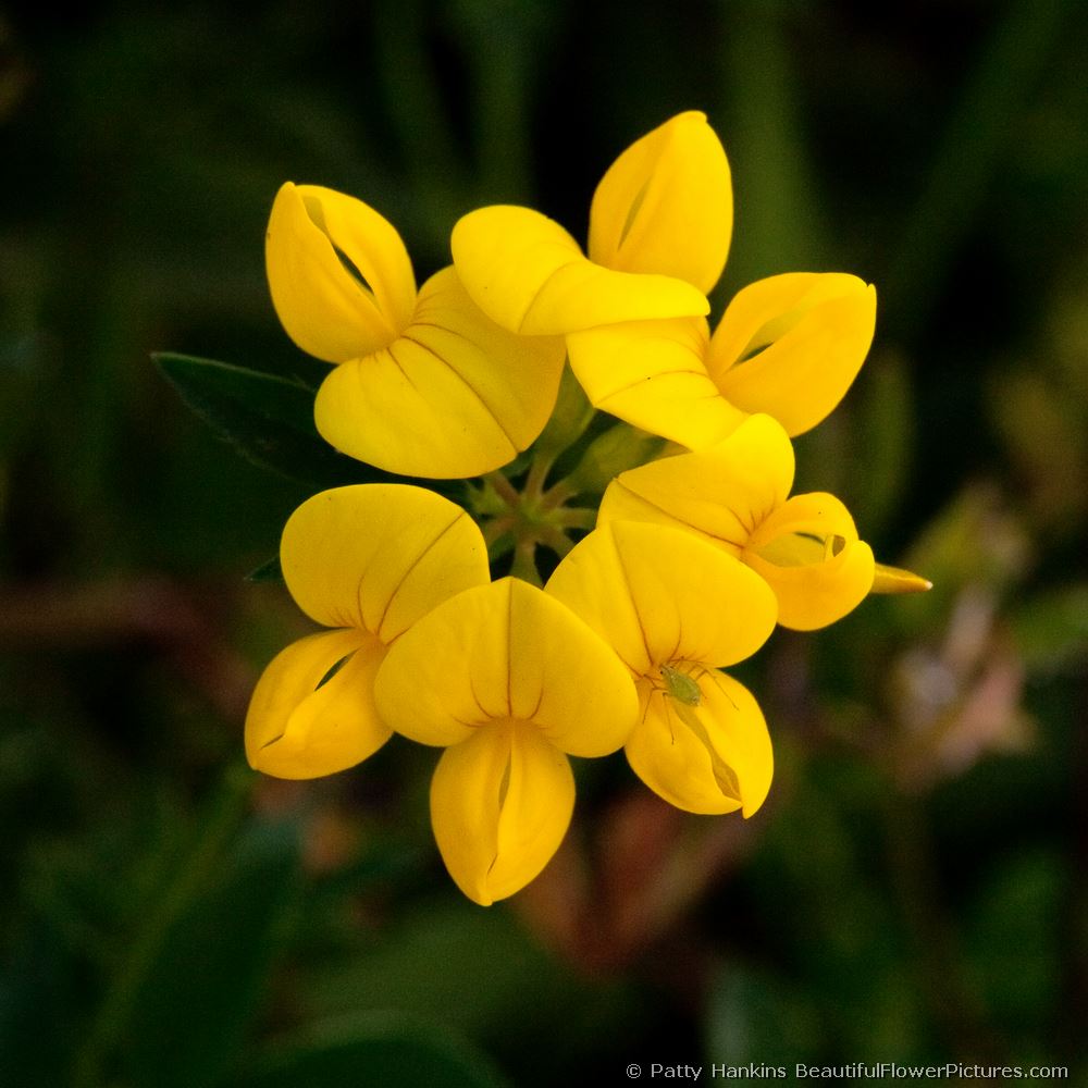 Bird's Foot Trefoil © 2009 Patty Hankins