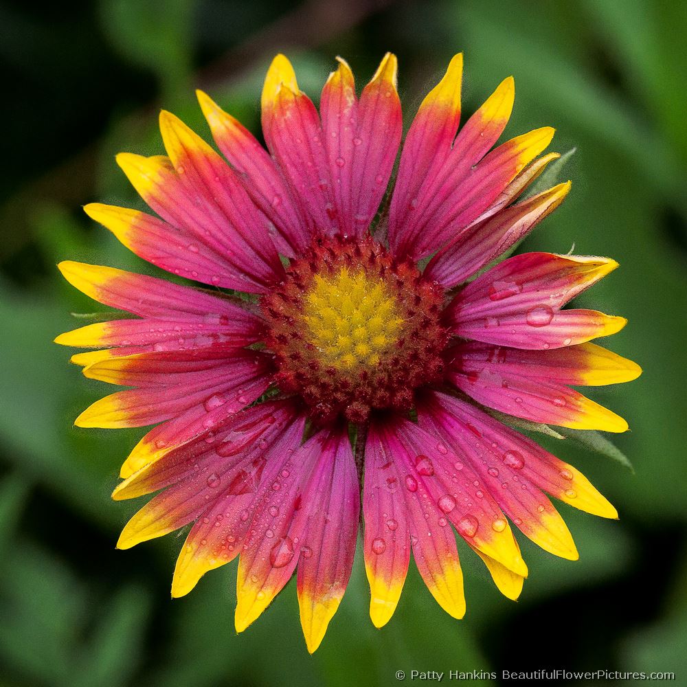 Texas Blanketflower © 2011 Patty Hankins