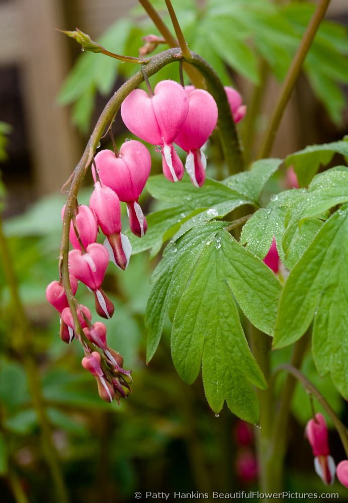 Bleeding Hearts II © 2008 Patty Hankins