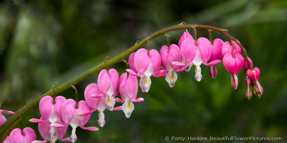 Bleeding Hearts © 2013 Patty Hankins