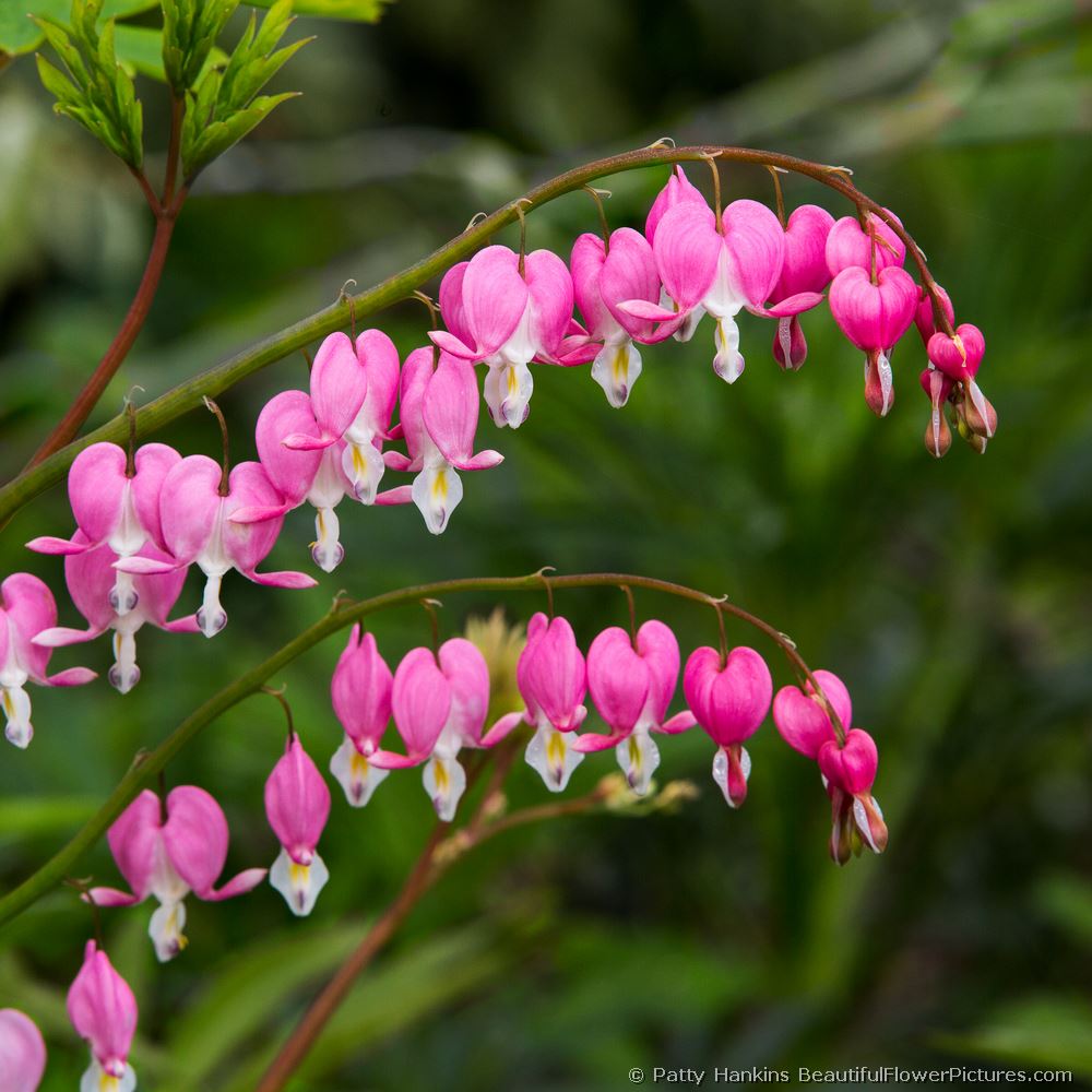 Bleeding Hearts © 2013 Patty Hankins