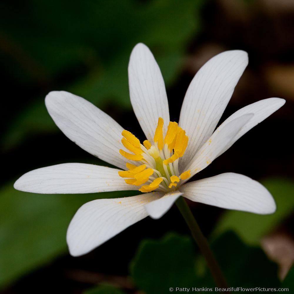 Bloodroot © 2012 Patty Hankins