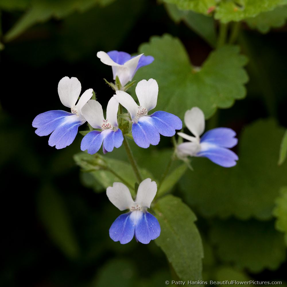 Blue Eyed Mary © 2011 Patty Hankins