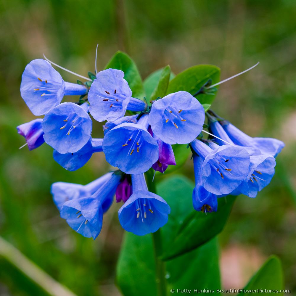 Virginia Bluebells © 2008 Patty Hankins