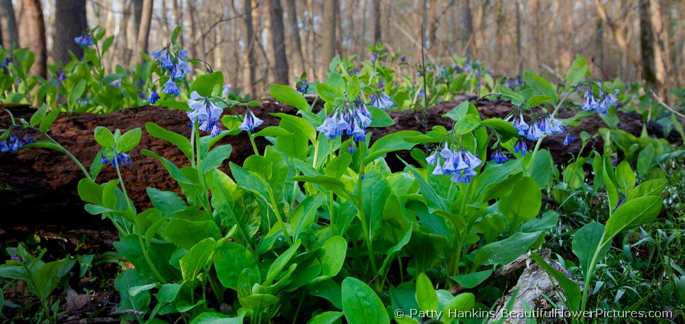 Bluebells by a Log  © 2009 Patty Hankins