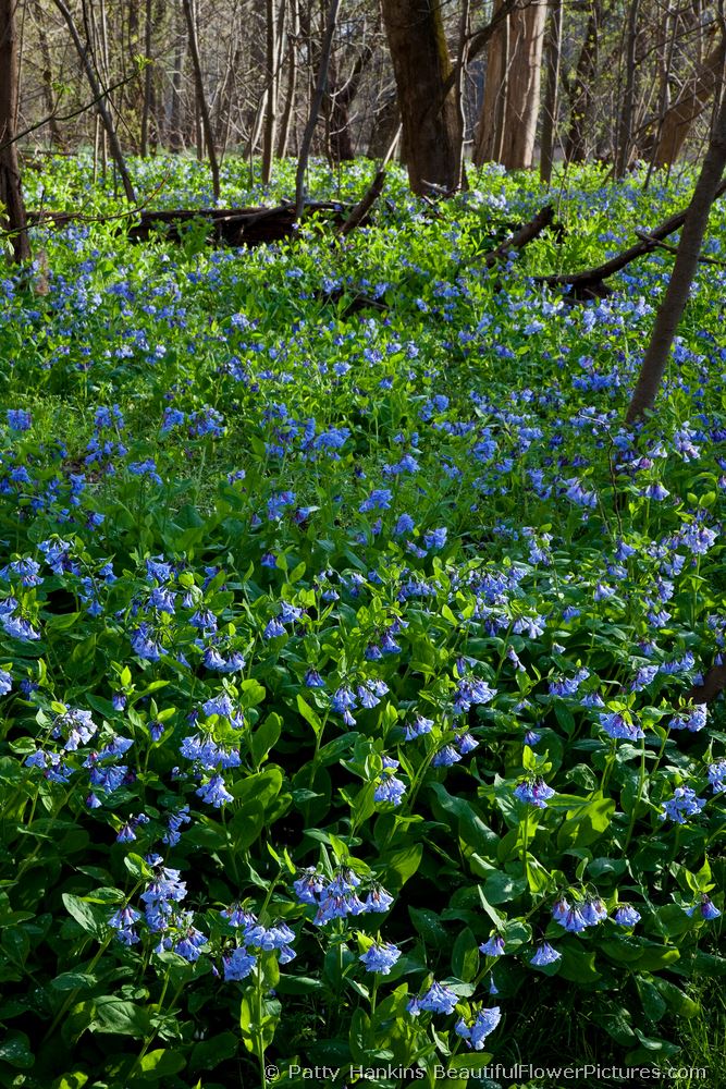 Bluebells in the Woods  © 2009 Patty Hankins