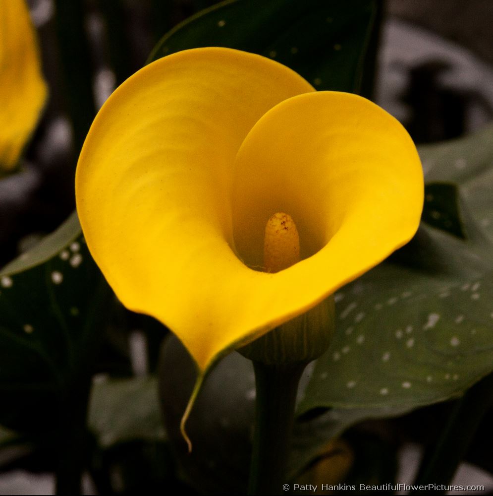 Golden Challice Calla Lily © 2009 Patty Hankins