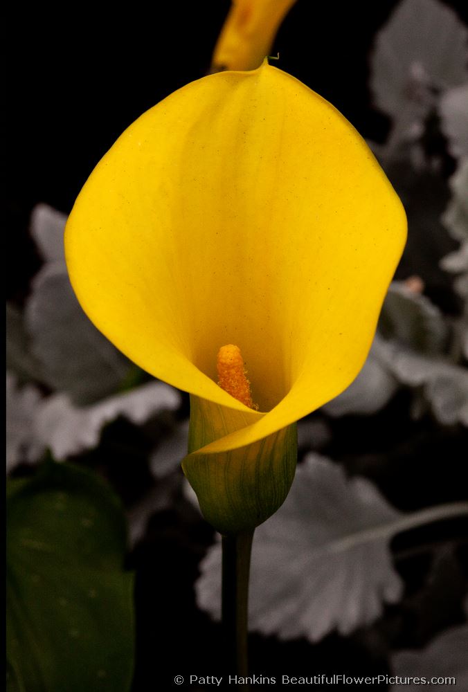 Golden Challice Calla Lily © 2009 Patty Hankins