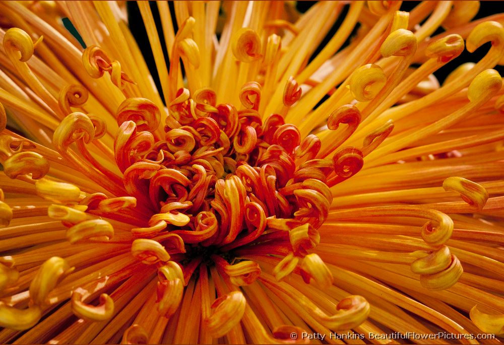 Coral Reef Chrysanthemum © 2011 Patty Hankins