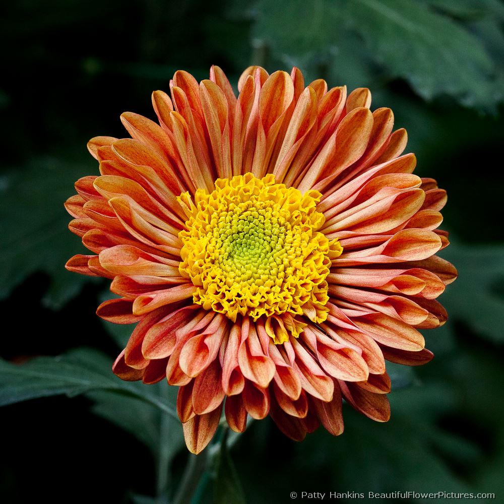 Mancetta Sunset Chrysanthemum © 2012 Patty Hankins