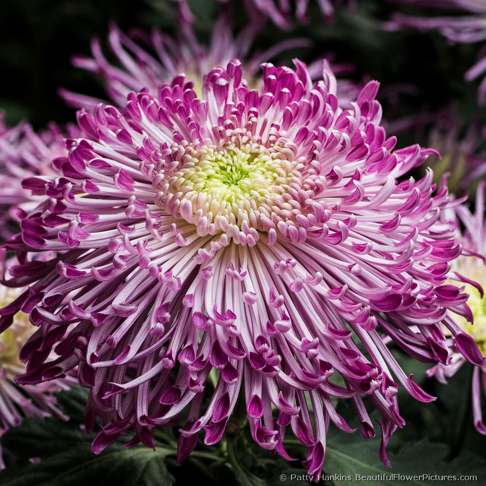 Purple Quill Mum © 2013 Patty Hankins