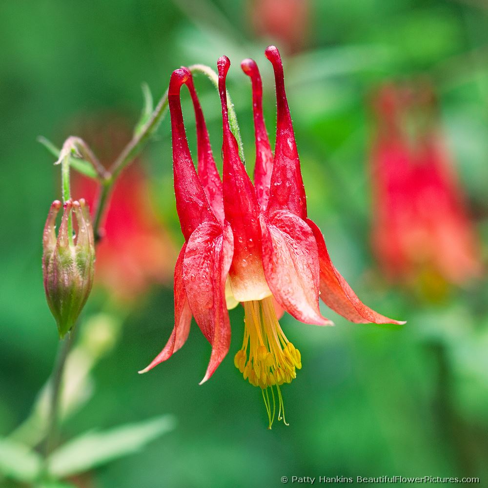 Columbine © 2011 Patty Hankins