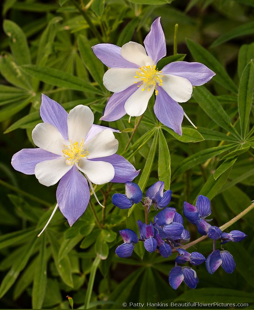 Colorado Blue Columbine & Silvery Lupine © 2011 Patty Hankins