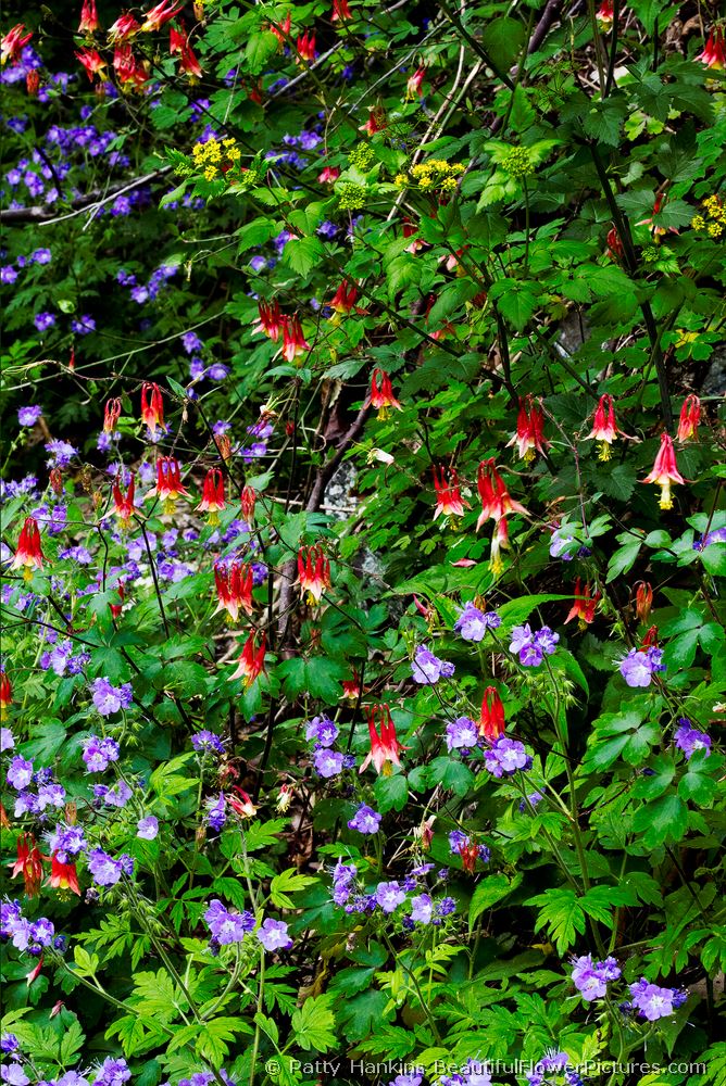 Columbine & Phacelia © 2009 Patty Hankins