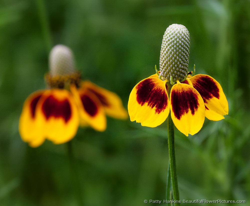 Prairie Coneflowers © 2011 Patty Hankins