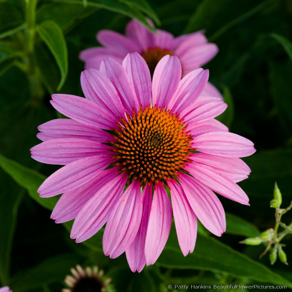 Purple Coneflower © 2008 Patty Hankins