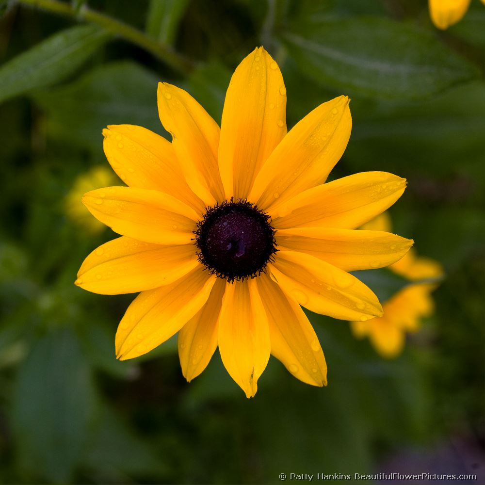 Yellow Coneflower © 2008 Patty Hankins