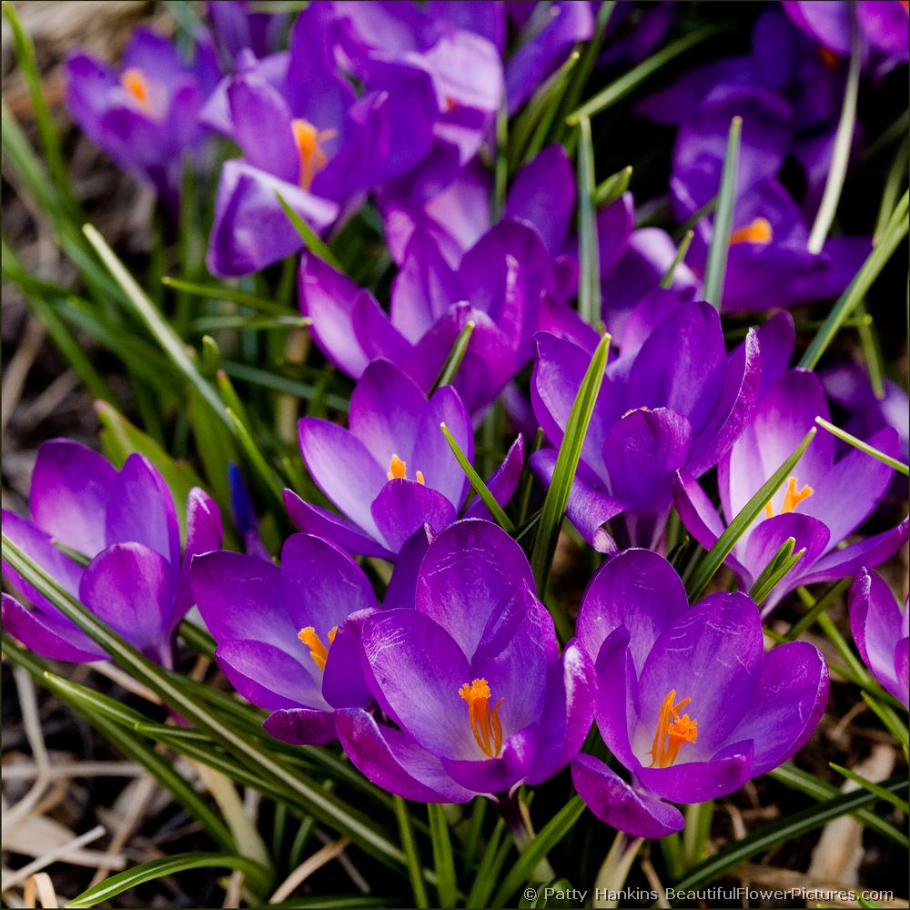 Purple Crocuses © 2008 Patty Hankins