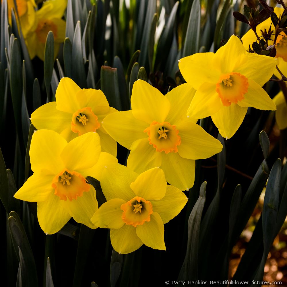 Ceylon Daffodils © 2008 Patty Hankins