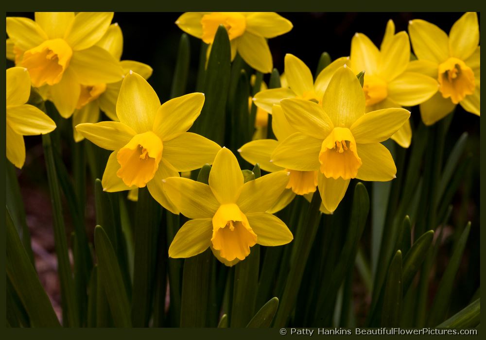 Jumblie Daffodils © 2009 Patty Hankins