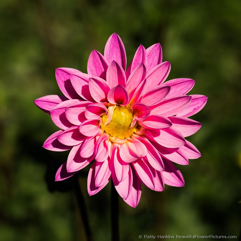 Pink Dahlia © 2013 Patty Hankins