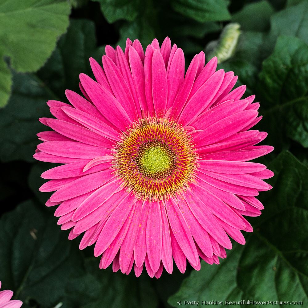 Pink Gerbera Daisy © 2013 Patty Hankins