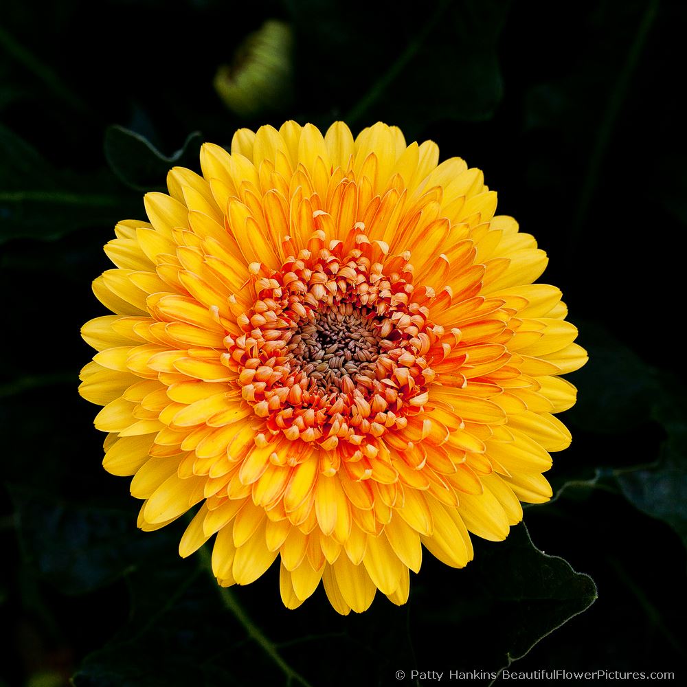 Yellowstone Gerbera Daisy © 2011 Patty Hankins