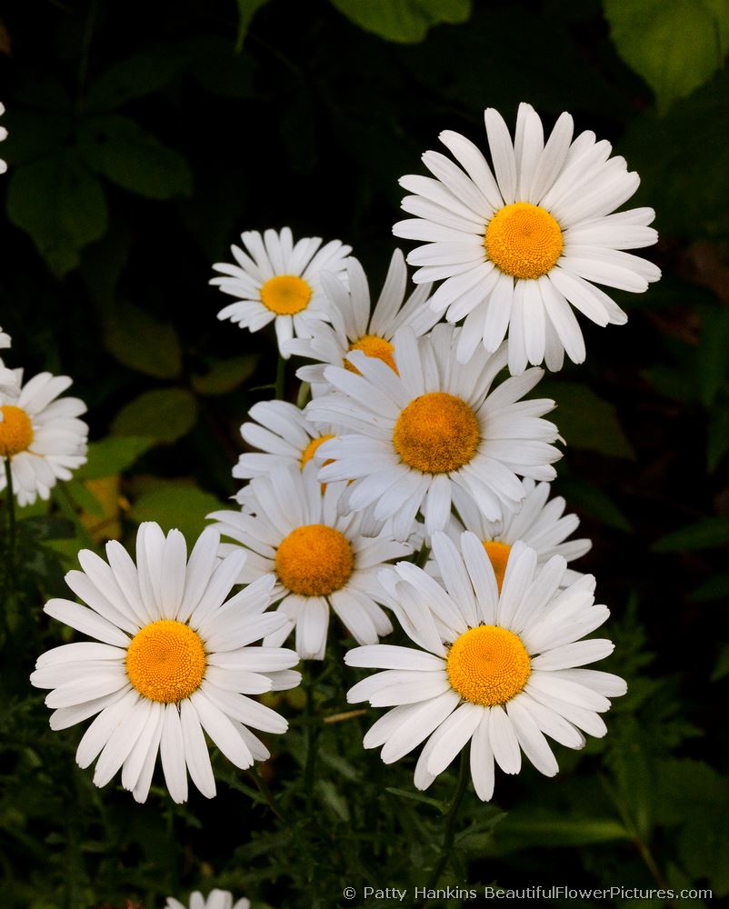 Ox-Eye Daisies © 2009 Patty Hankins