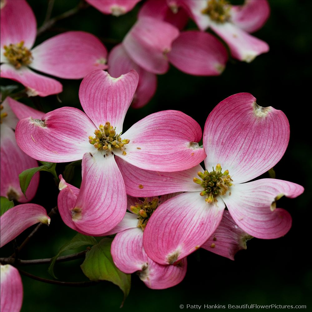 Pink Dogwood © 2009 Patty Hankins