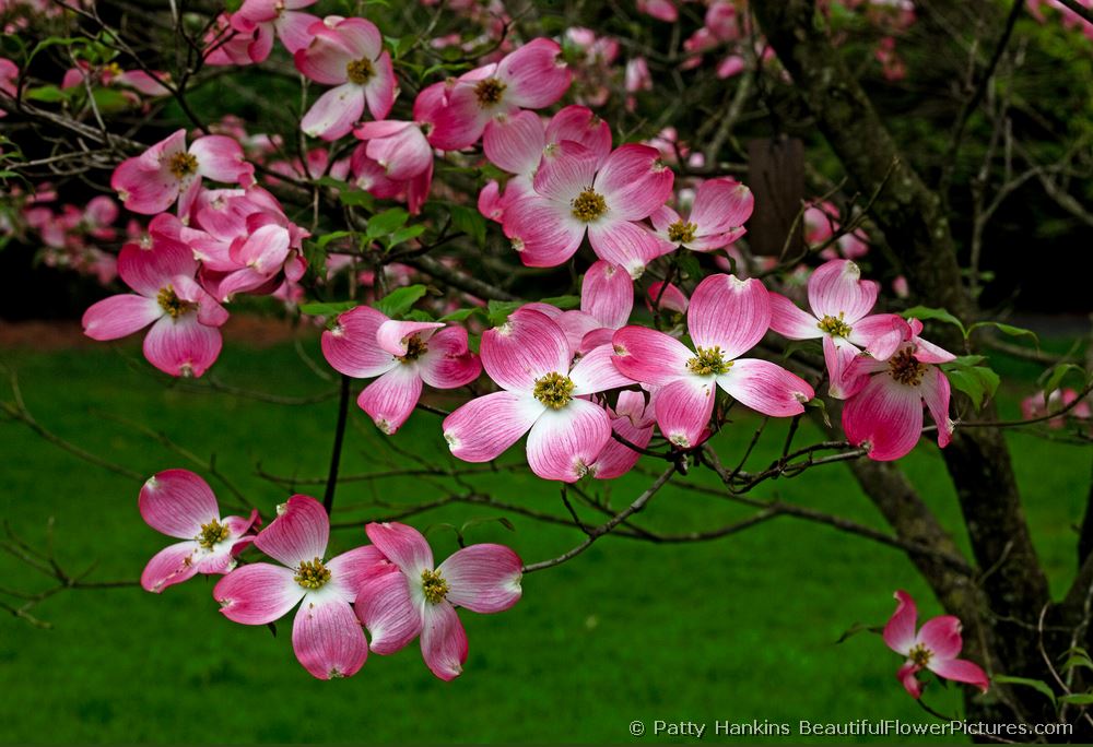 Pink Dogwood © 2009 Patty Hankins