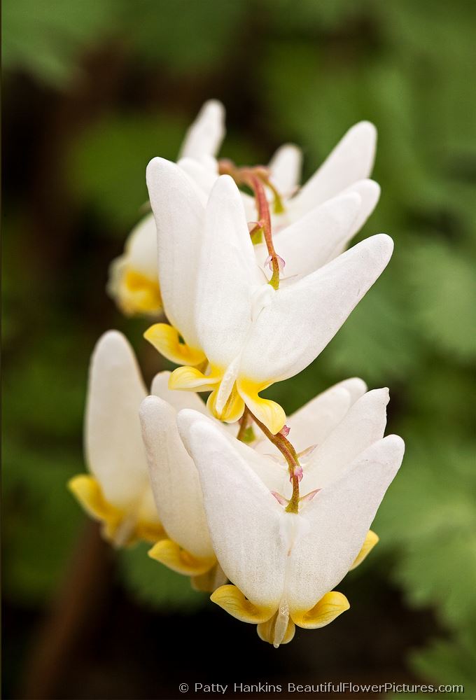 Dutchman’s Breeches © 2013 Patty Hankins