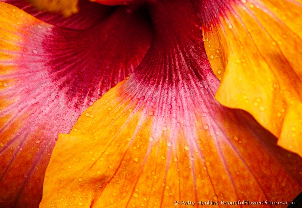 Black Baron Hibiscus © 2013 Patty Hankins