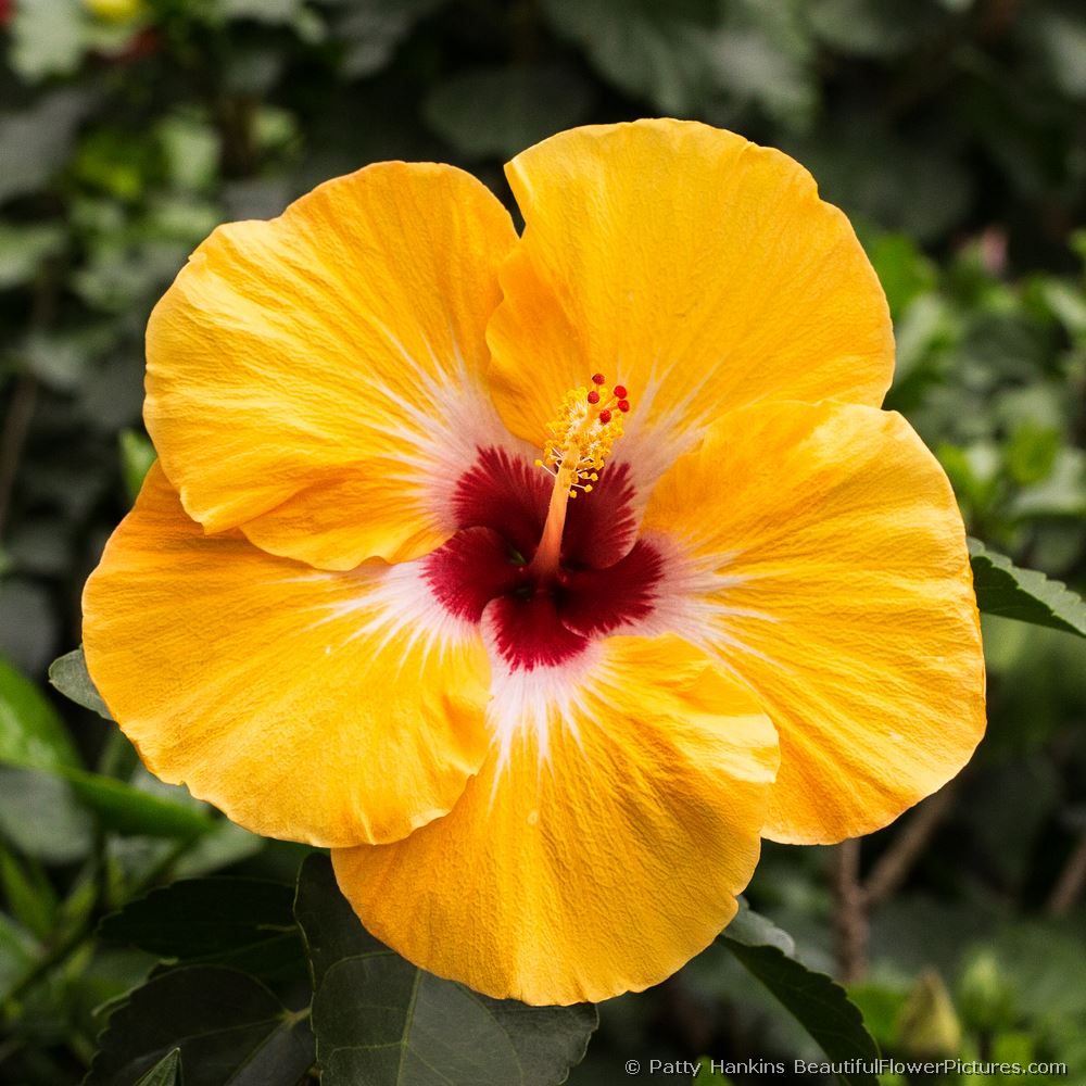 Jason Hibiscus © 2013 Patty Hankins