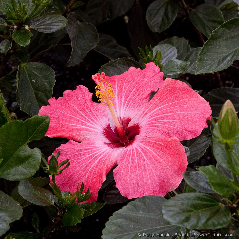 Painted lady Hibiscus © 2009 Patty Hankins