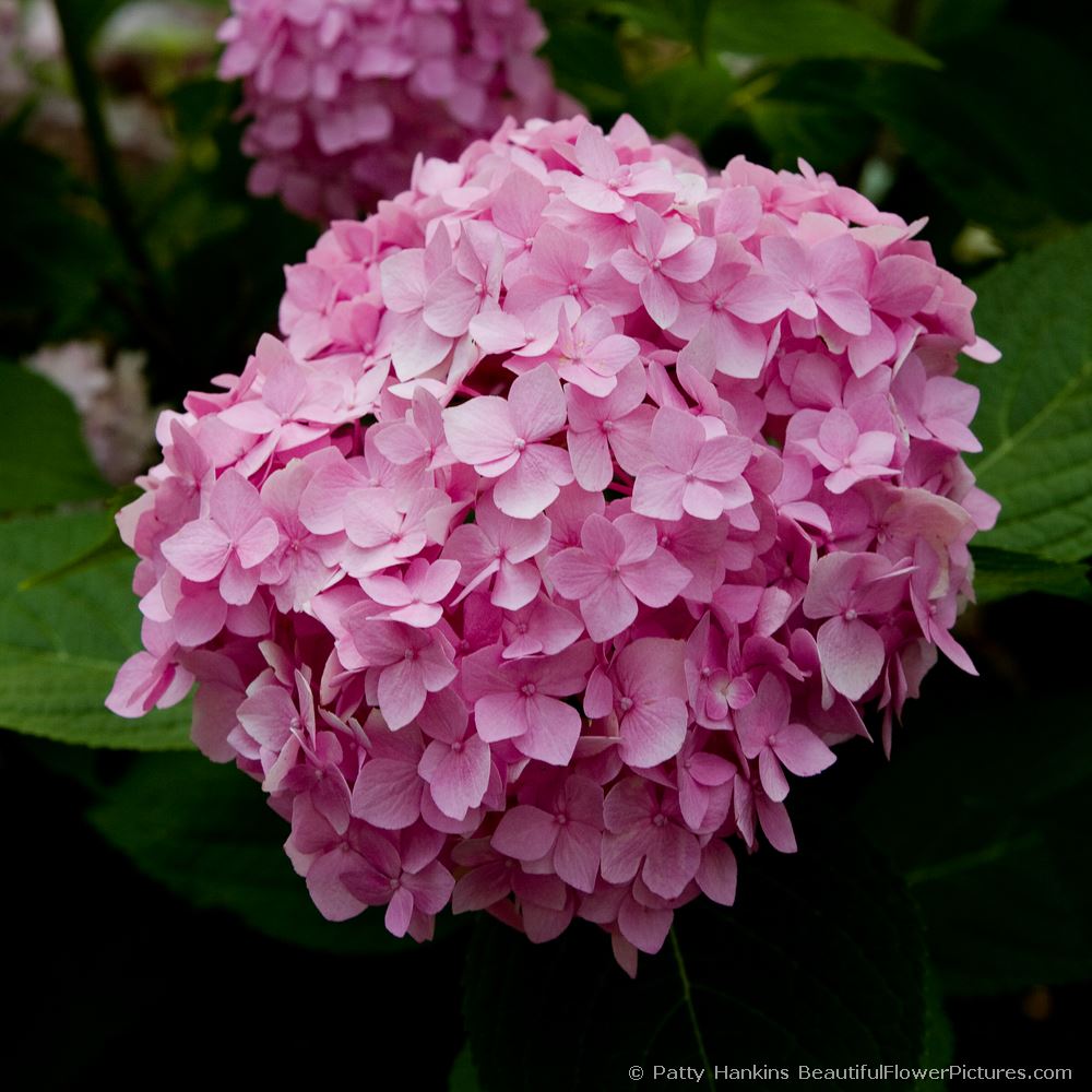 Pink Hydrangeas © 2008 Patty Hankins