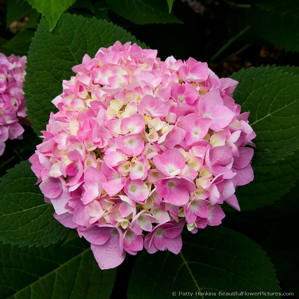 Pink & White Hydrangeas © 2008 Patty Hankins