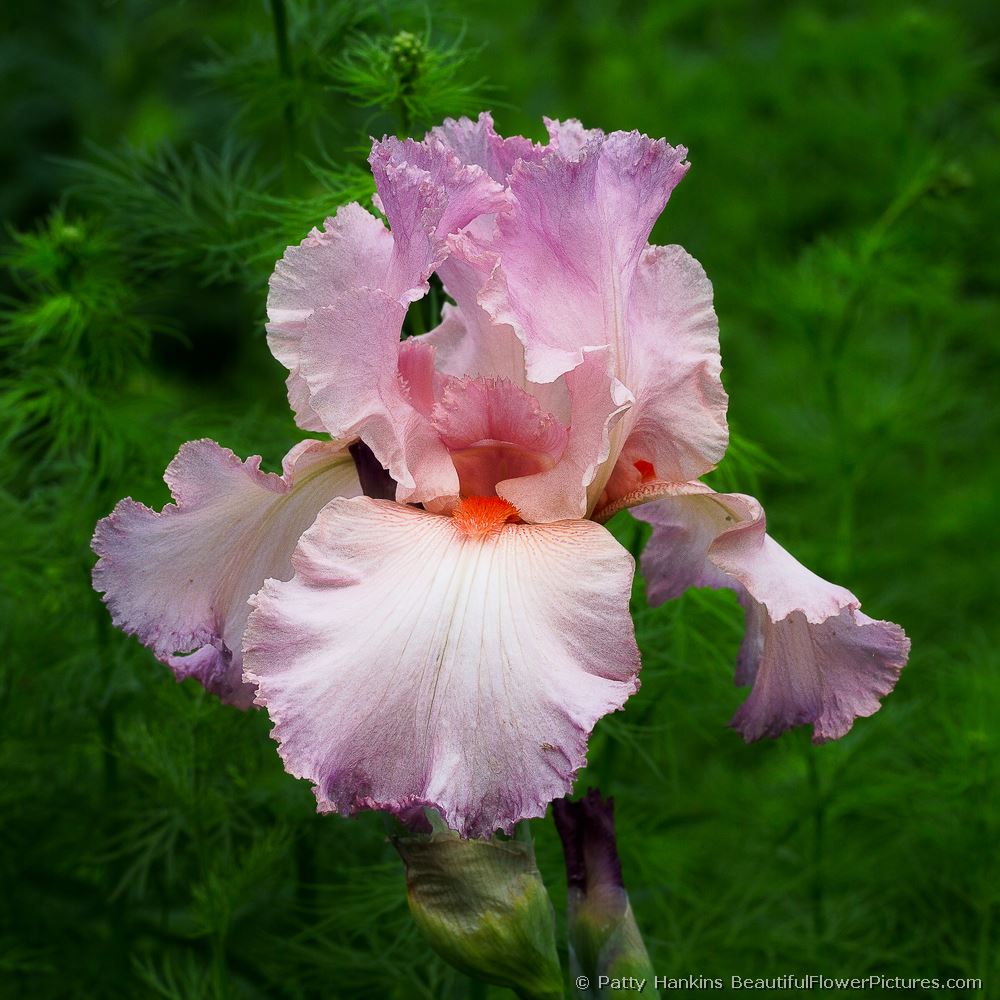 Beautiful Vision Bearded Iris © 2012 Patty Hankins