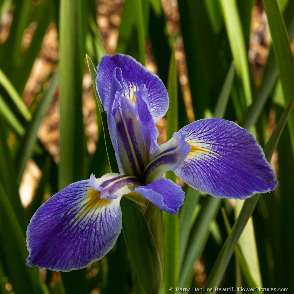 Blue Flag Iris © 2009 Patty Hankins