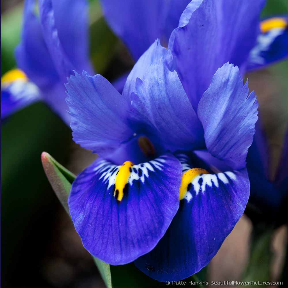 Dwarf Irises © 2013 Patty Hankins