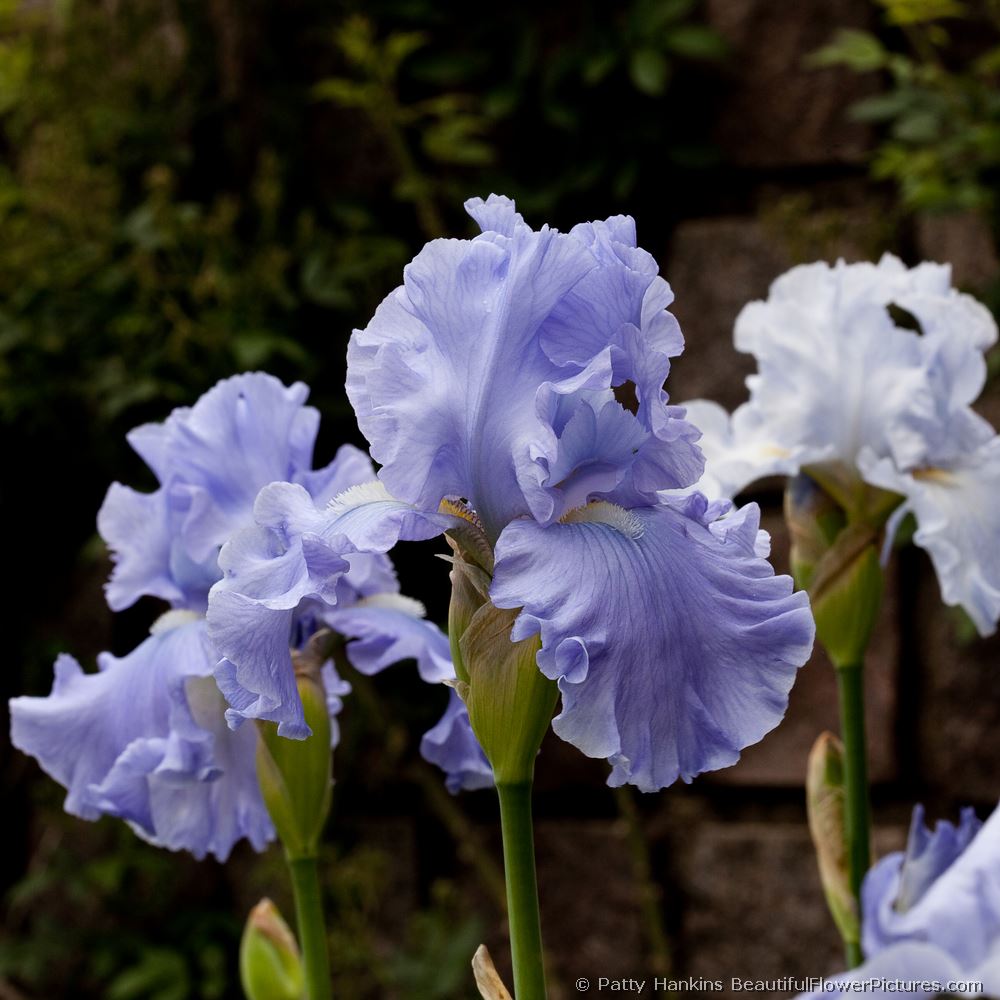 Monet's Blue Bearded Iris © 2009 Patty Hankins