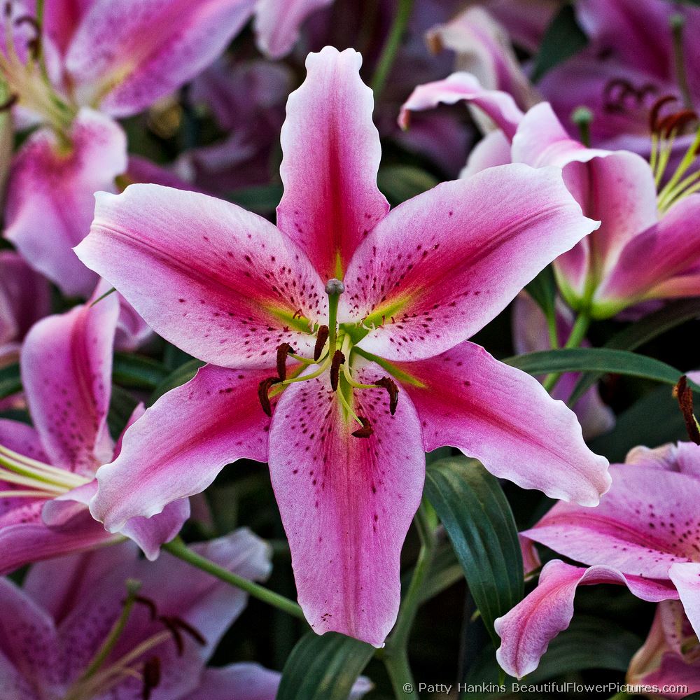 Chili Lily © 2012 Patty Hankins