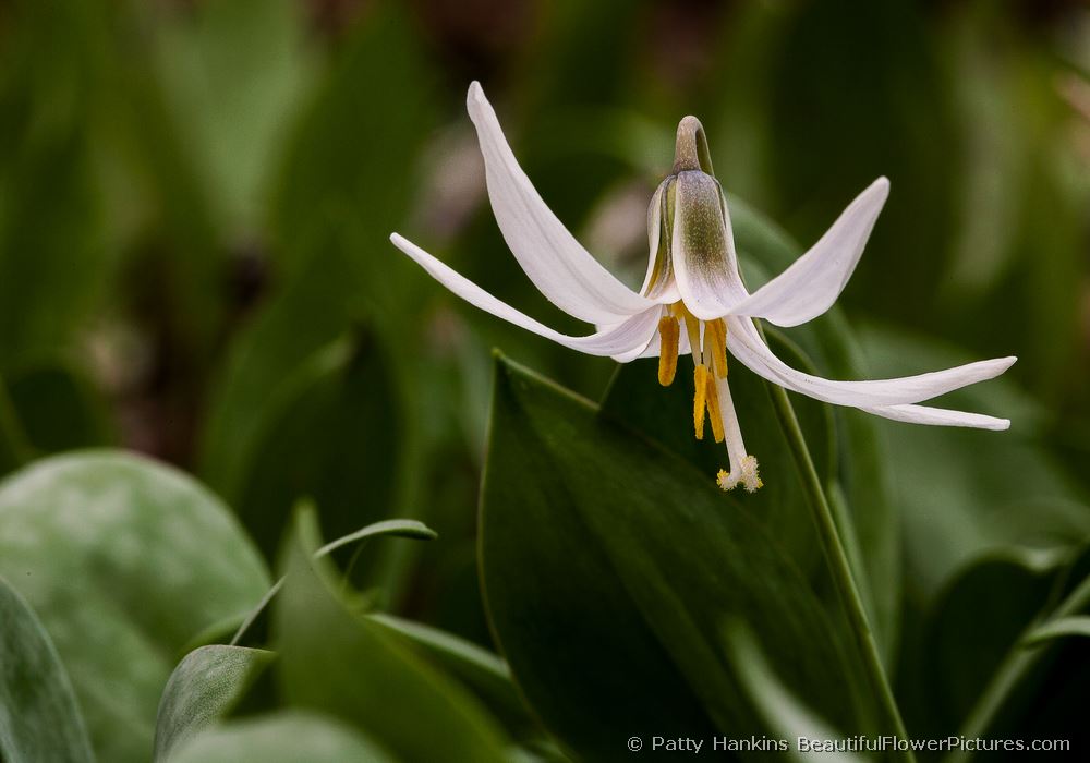 White Trout Lily © 2012 Patty Hankins