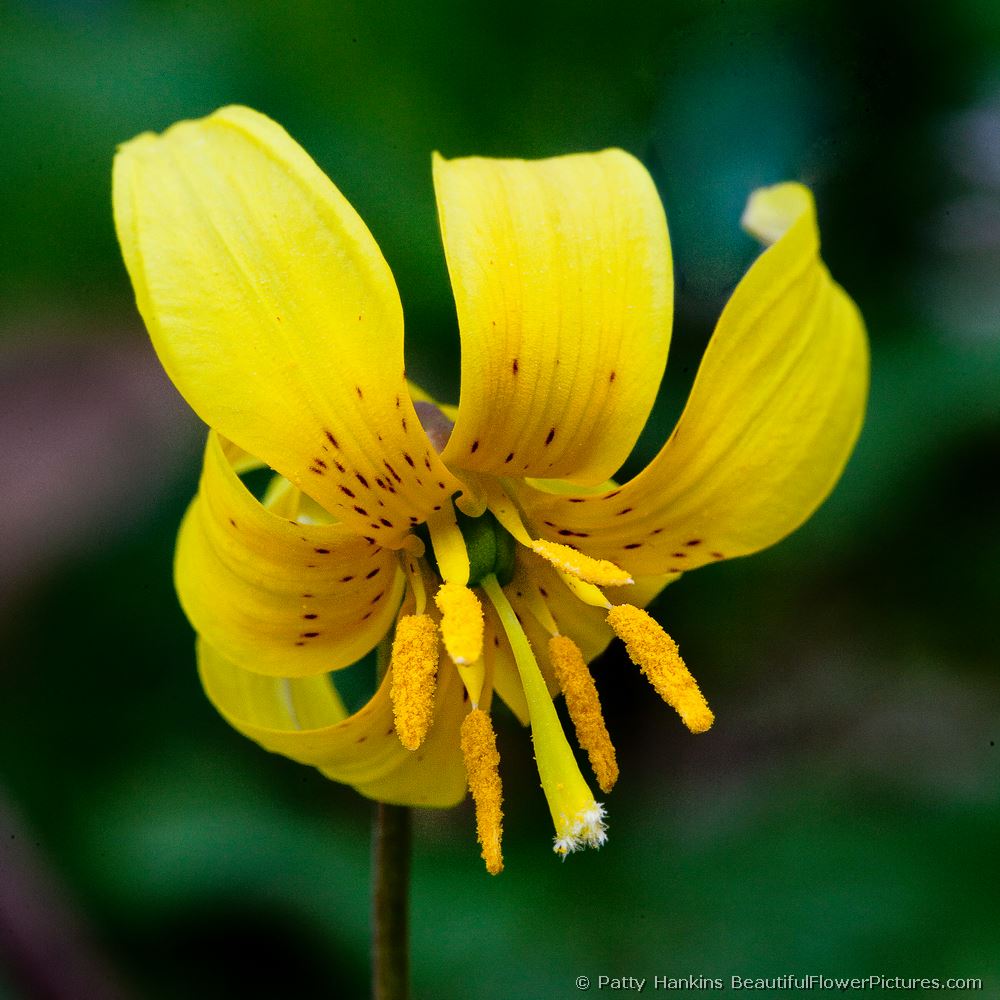 Trout Lily © 2012 Patty Hankins